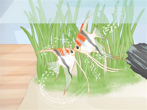 How to Stop Angelfish Bullying: 12 Expert Tips .